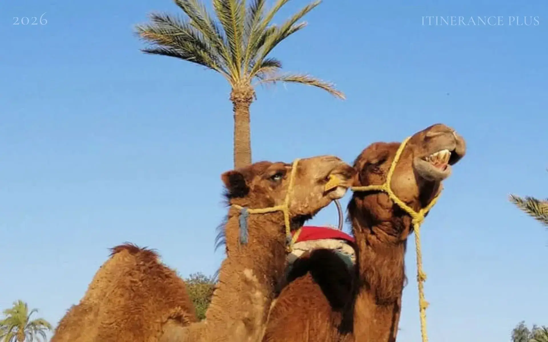Balade en Dromadaire à la Palmeraie de Marrakech : une Immersion Authentique à Marrakech au Maroc - excursion premium avec Itinerance Plus